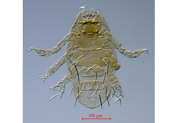 University of Birjand Faculty Member Discovers and Names Four New Mite Species Internationally