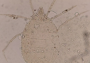 Two-New Arthropod Species Discovered and Named by Birjand University Faculty Member