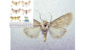 University of Birjand Faculty Member Discovers and Names New Insect Species Globally