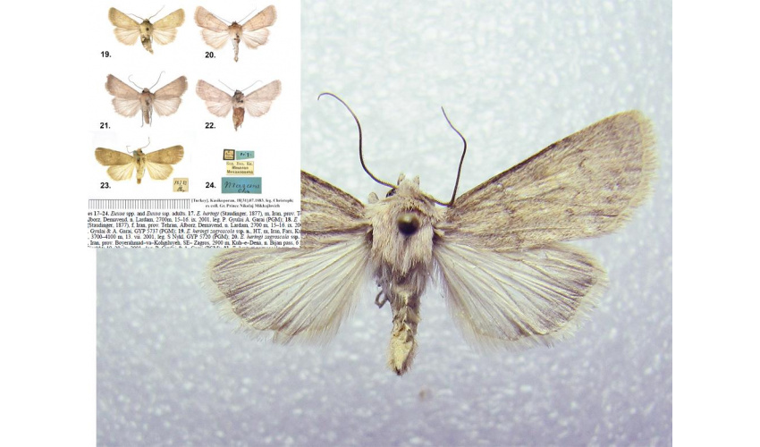 University of Birjand Faculty Member Discovers and Names New Insect Species Globally