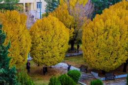 جشنواره دانشگاه زیبای من