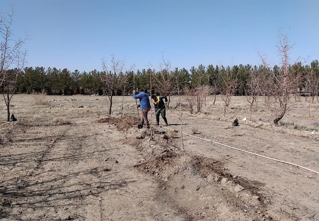 جهش در نگهداری و توسعه علمی فضای سبز دانشگاه بیرجند در سال ۱۴۰۴